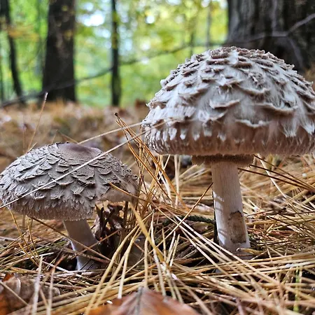 Fewo-am-wald Бёк